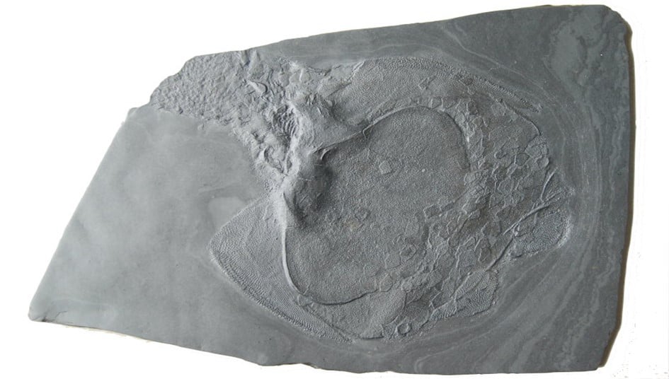 Fossilien_Ankauf_Bundenbach_Drepanaspis Fossilien_Ankauf_Bundenbach_Drepanaspis