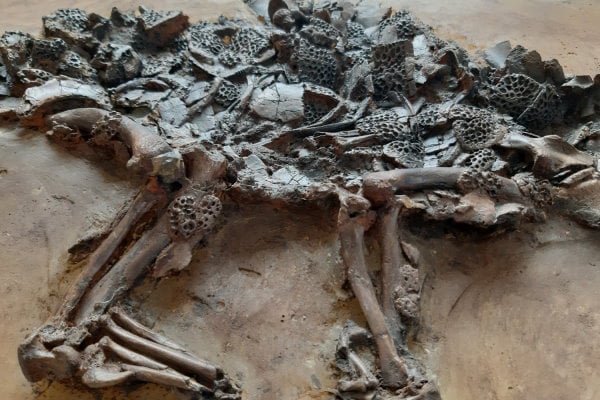 Fossiland_Messel Fossiland_Messel