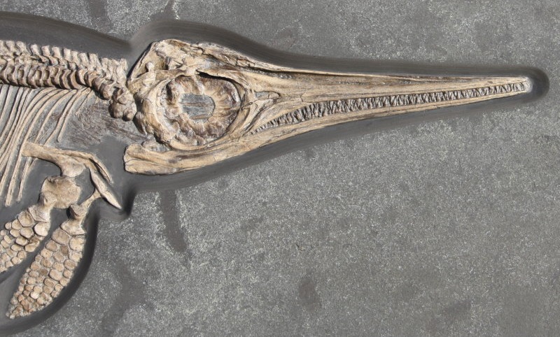 Fossilien_Vermittlung_Holzmaden_Fischsaurier_Ichthyosaurier Fossilien_Vermittlung_Holzmaden_Fischsaurier_Ichthyosaurier